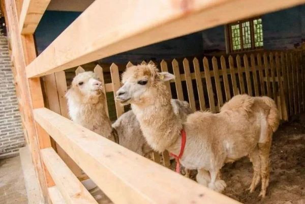 探索欢乐世界汉台区萌宠乐园门票，带你领略不一样的动物世界