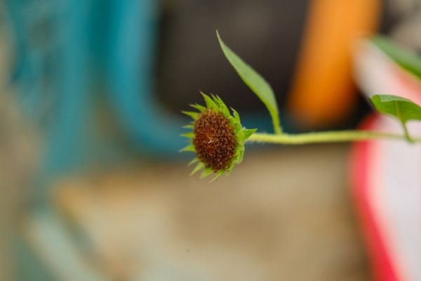 观赏性向日葵怎样种