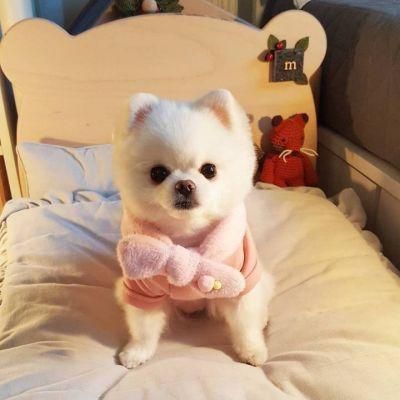 儿童乐园萌宠区，让孩子们与可爱宠物零距离互动