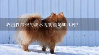 攻击性最强的淡水宠物鱼是哪几种？