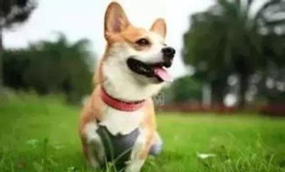 狗狗眼屎多?了解真相和有效药物选择