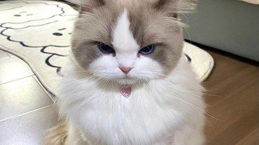 我的布偶也想尝尝奶茶
