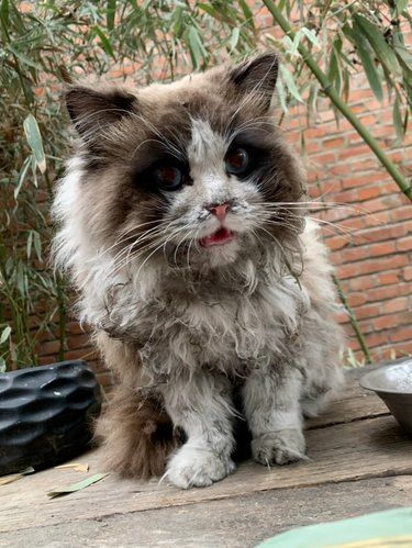 ←左划查看流浪猫不流浪后的样子。