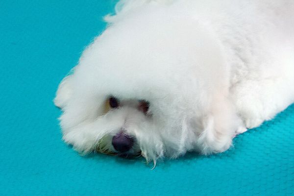 寂寞的狗狗