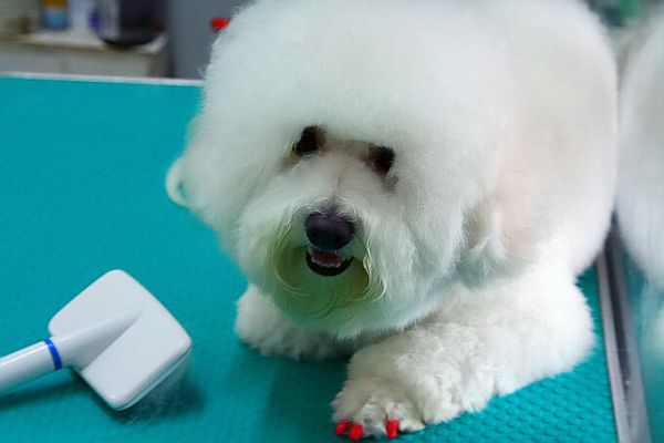 寂寞的狗狗