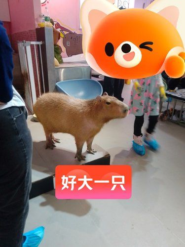 主打一个情绪稳定
