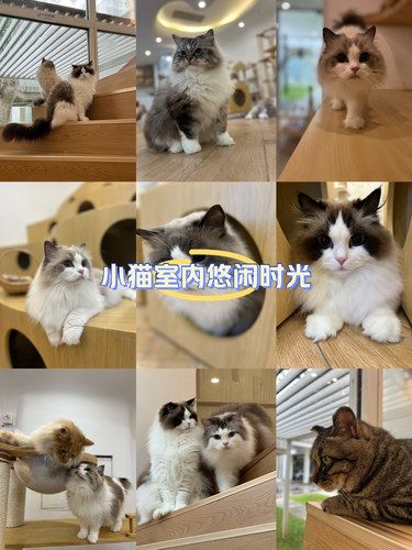 我心中的猫咖天花板 没有之一