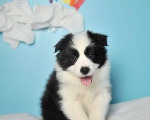 牧羊犬换毛处理全攻略（宠物毛发管理）