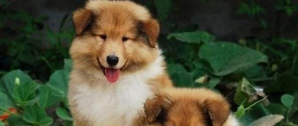 牧羊犬换毛处理全攻略（宠物毛发管理）
