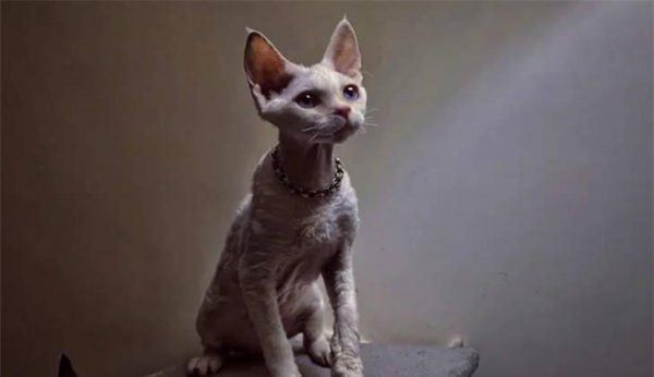 德文卷毛猫高雅洋气的名字大全
