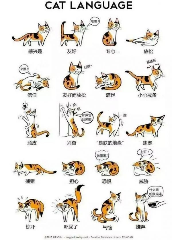 猫咪尾巴竖直是对你表达好感还是攻击性动作？看看专家怎么说 