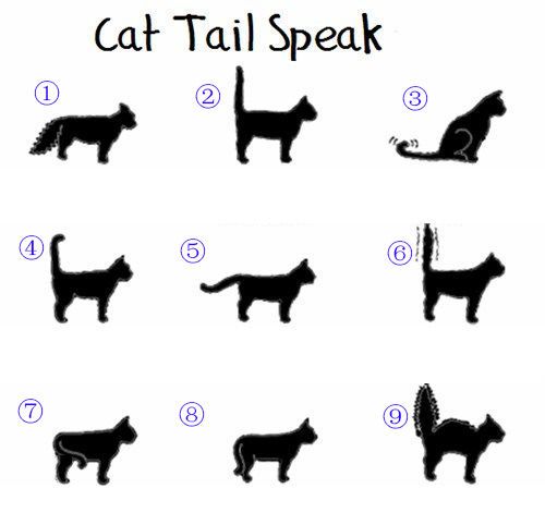 猫咪尾巴竖直是对你表达好感还是攻击性动作？看看专家怎么说 