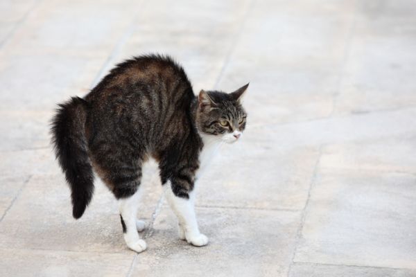 猫咪尾巴竖直是对你表达好感还是攻击性动作？看看专家怎么说 