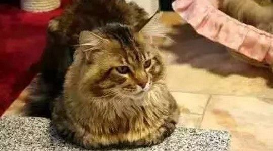 猫咪尾巴竖直是对你表达好感还是攻击性动作？看看专家怎么说 