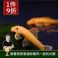 云峰海瑞 鼠鱼清洁鱼热带观赏鱼清缸除藻工具鱼 底栖鱼类水族宠物工具鱼 黄金胡子3-4厘米1条装