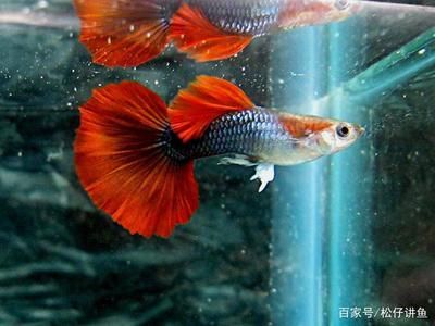 观赏鱼自然繁殖（观赏鱼的自然繁殖） 银古鱼苗 第1张