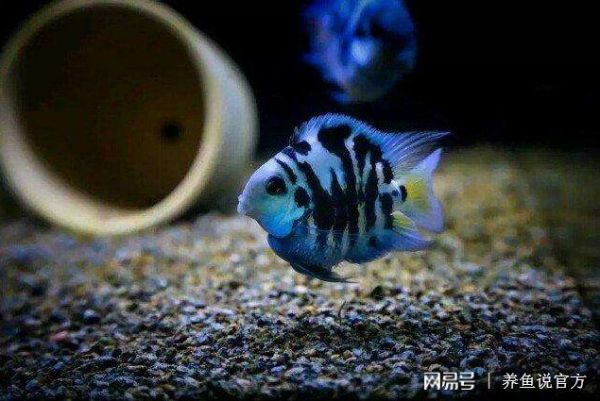 观赏鱼自然繁殖（观赏鱼的自然繁殖） 银古鱼苗 第4张