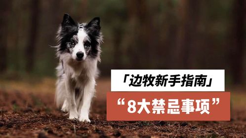 边牧新手指南：8大禁忌事项，细节必看