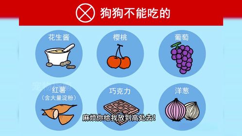 狗狗心声！十句真心话告白主人，养狗人必看！