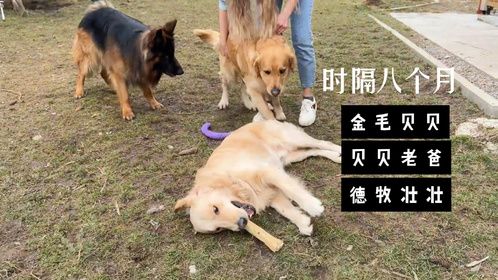 久别重逢！金毛爸爸与儿子团聚瞬间，激动之情溢于言表