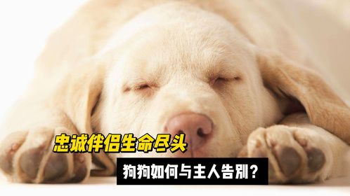 忠诚伴侣，生命尽头，狗狗如何与主人告别？