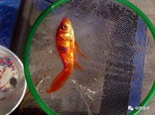 如果不了解黄粉，你还是放弃养鱼吧！