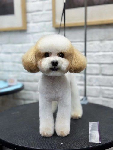 亮亮的新造型