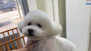 宠物美容小心得