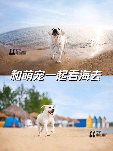 唐山六六宠物摄影