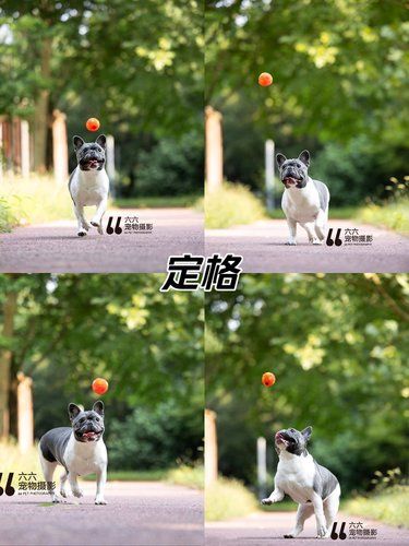 狗：妈妈酱，这个球太好玩啦