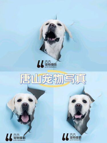 六六宠物摄影之破洞小狗