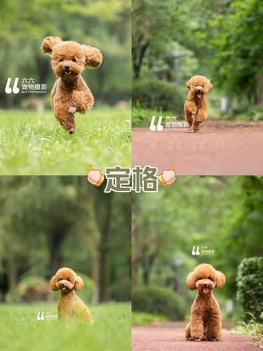 狗狗户外生日写真