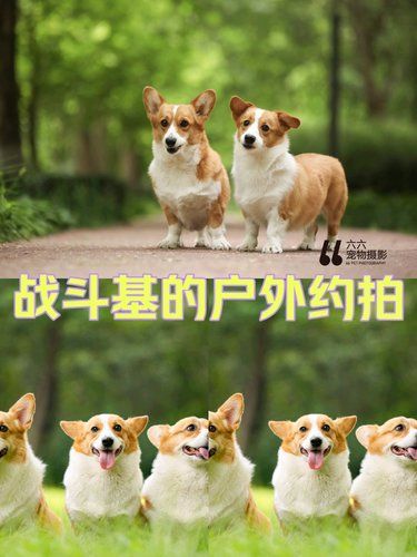 万科金域缇香底商狗狗写真