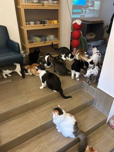 成都最最最值得去的猫咖
