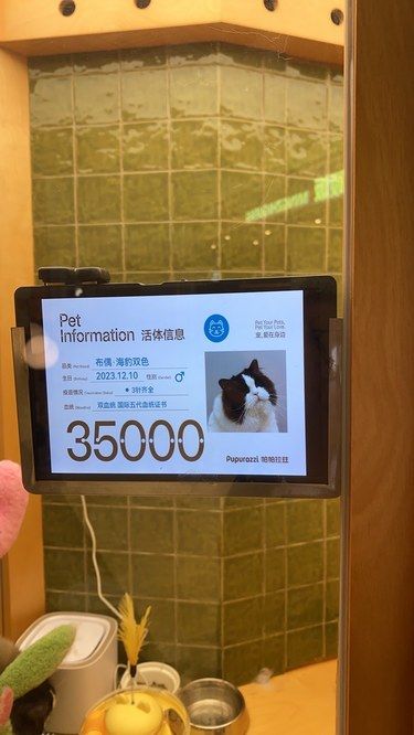 什么猫？要35000？？