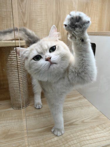 真的有人养猫不给猫洗澡的吗？？？