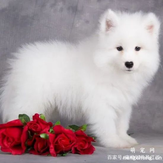 如何给萨摩耶做日常护理呢?