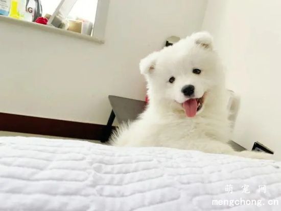 萨摩耶日常美容清洁的方法
