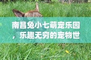 南昌兔小七萌宠乐园，乐趣无穷的宠物世界