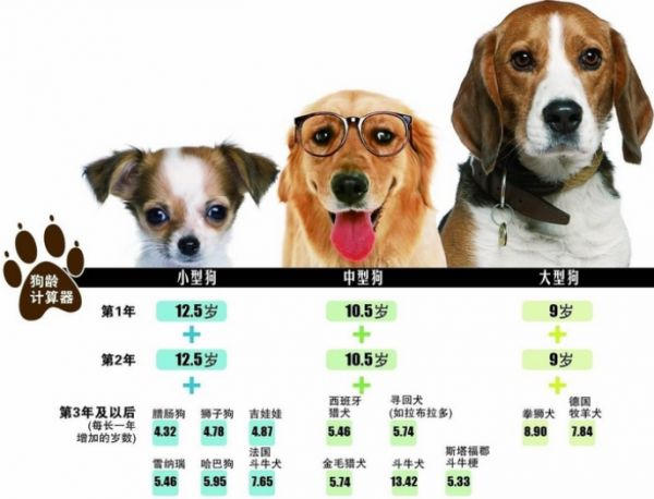 狗的寿命一般多长