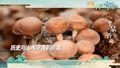 【河北净菜四季鲜】平泉香菇来袭，让你的味蕾享受极致美味！