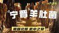 【河北净菜四季鲜】宁晋羊肚菌：南菇北移 素中之荤