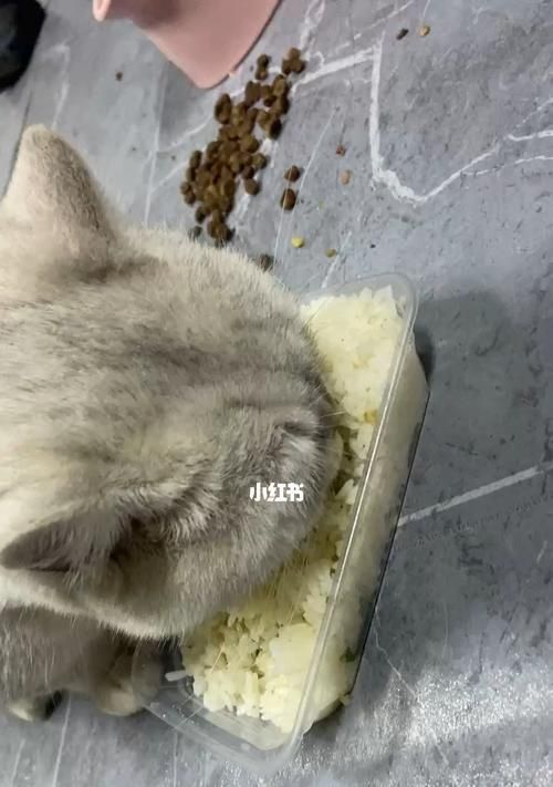 宠物猫是否能消化鸡肉（小猫的肠胃消化系统）