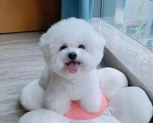 宠物狗的营养需求（了解宠物狗的骨骼健康）