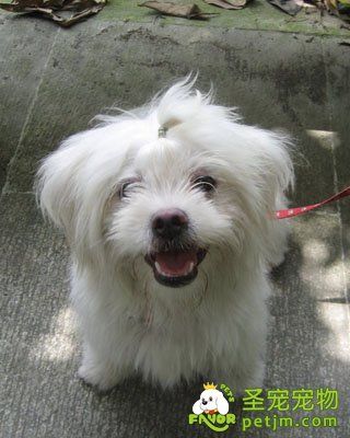 西施犬