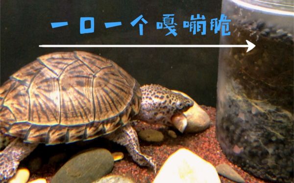 乌龟吃什么可以补钙?3 种食物帮你解决问题