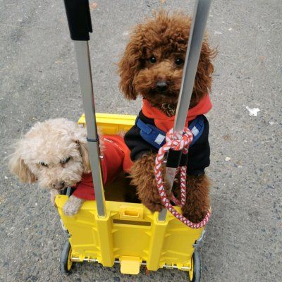 自制狗粮,营养低脂美毛