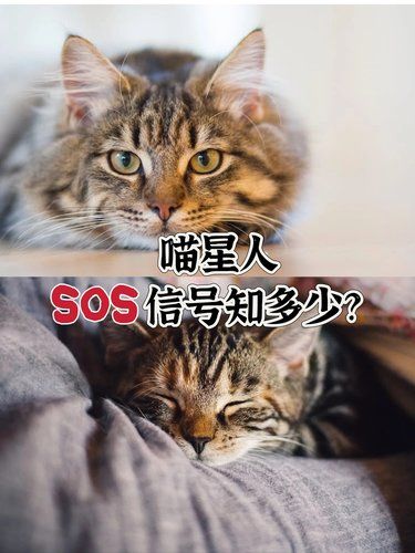 猫咪生病警报！家长们必看！