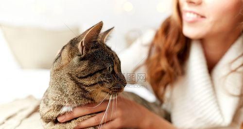 床上猫咪的蹭人行为解析（揭秘猫咪喜欢蹭人的原因和背后的心理因素）