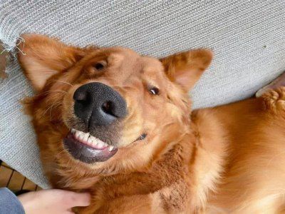 7 种便宜好养的狗狗品种 适合家养不掉毛的狗狗